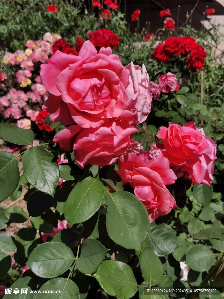 月季花