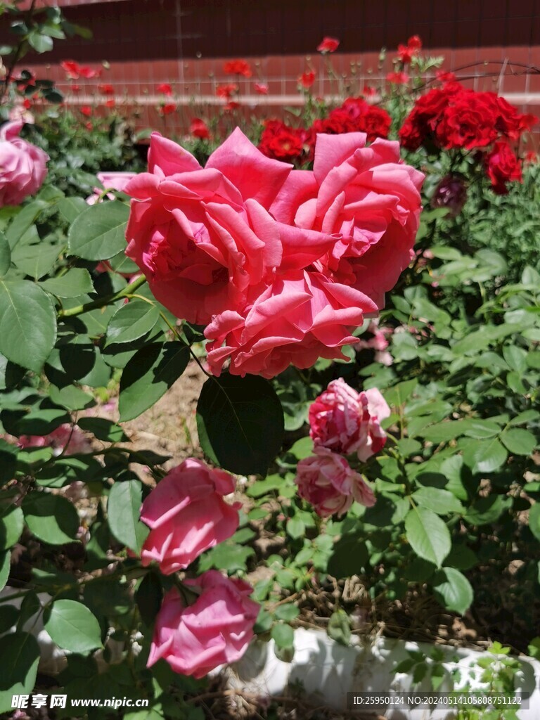 月季