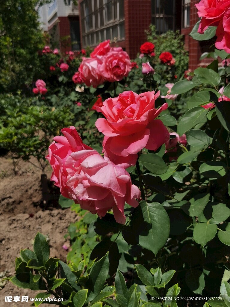 月季 