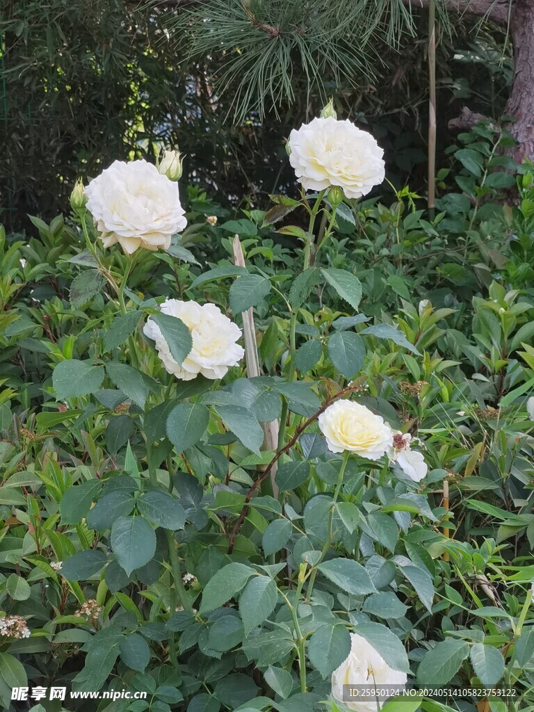 月季
