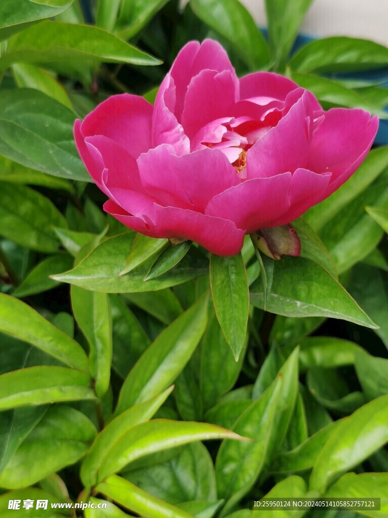 芍药