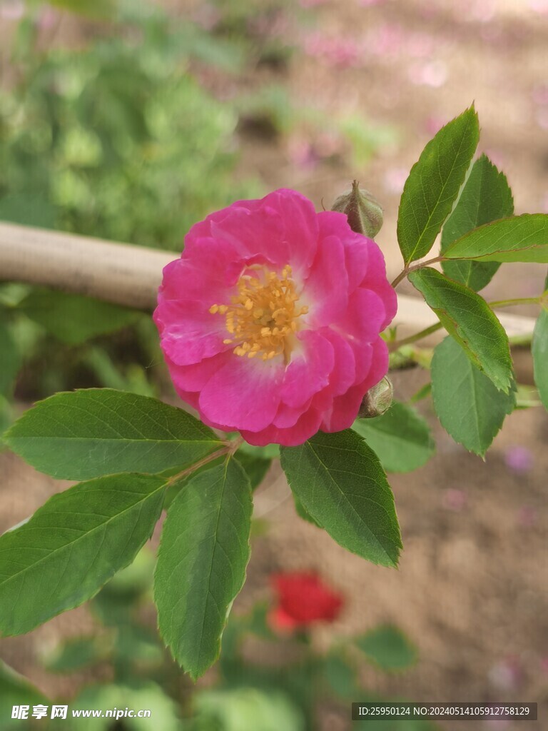 七姊妹花