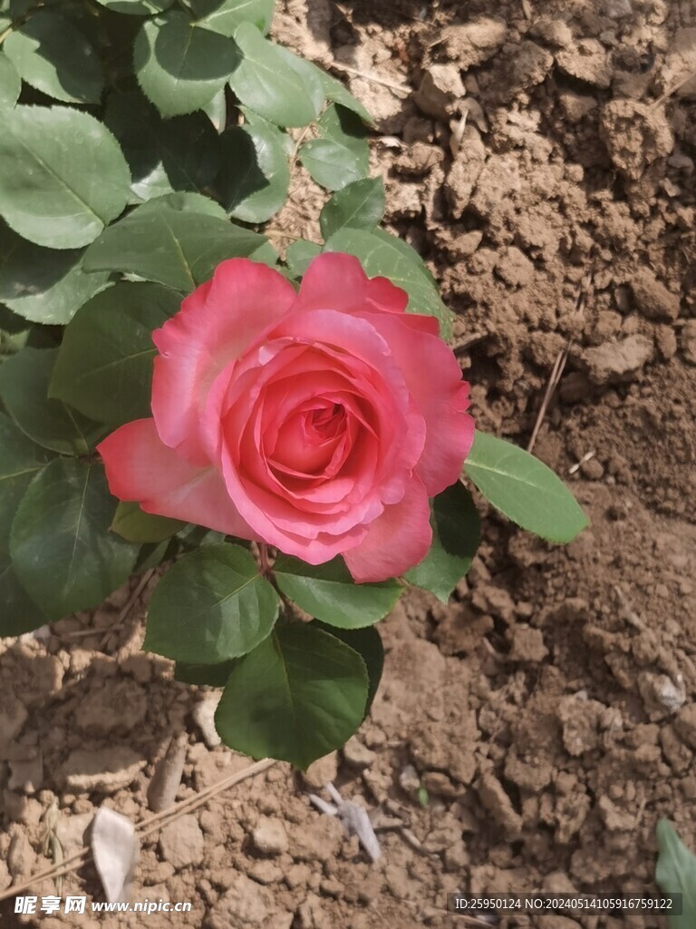 月季