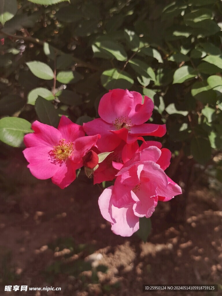 月季
