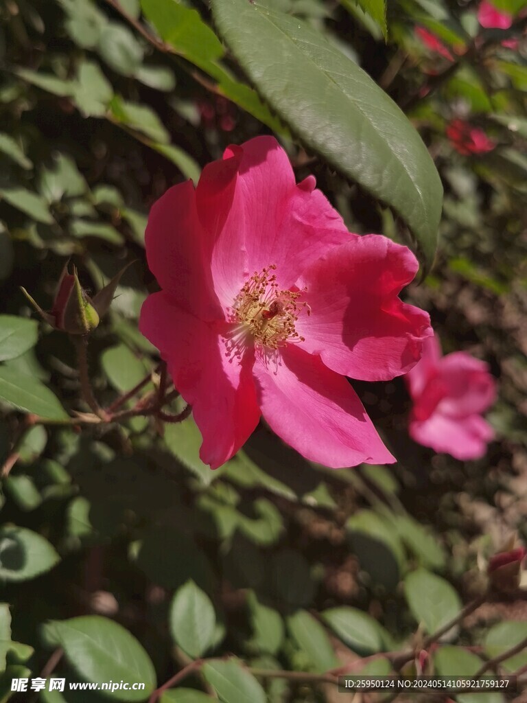 月季