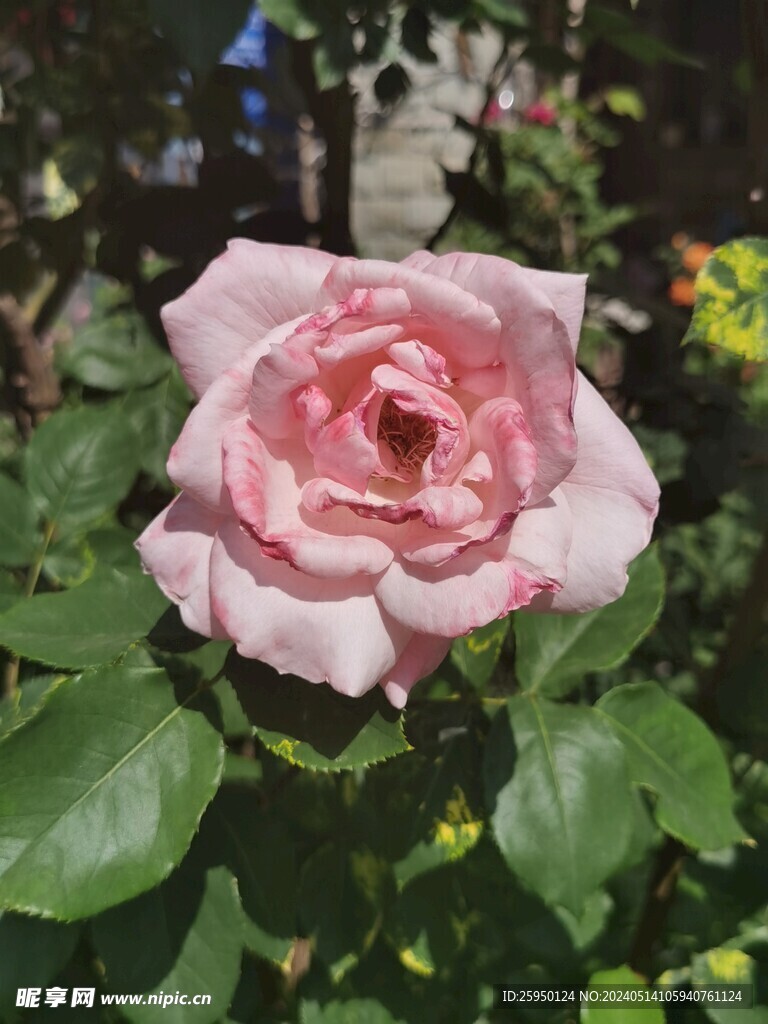 月季
