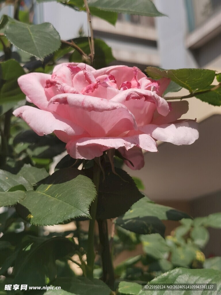 月季