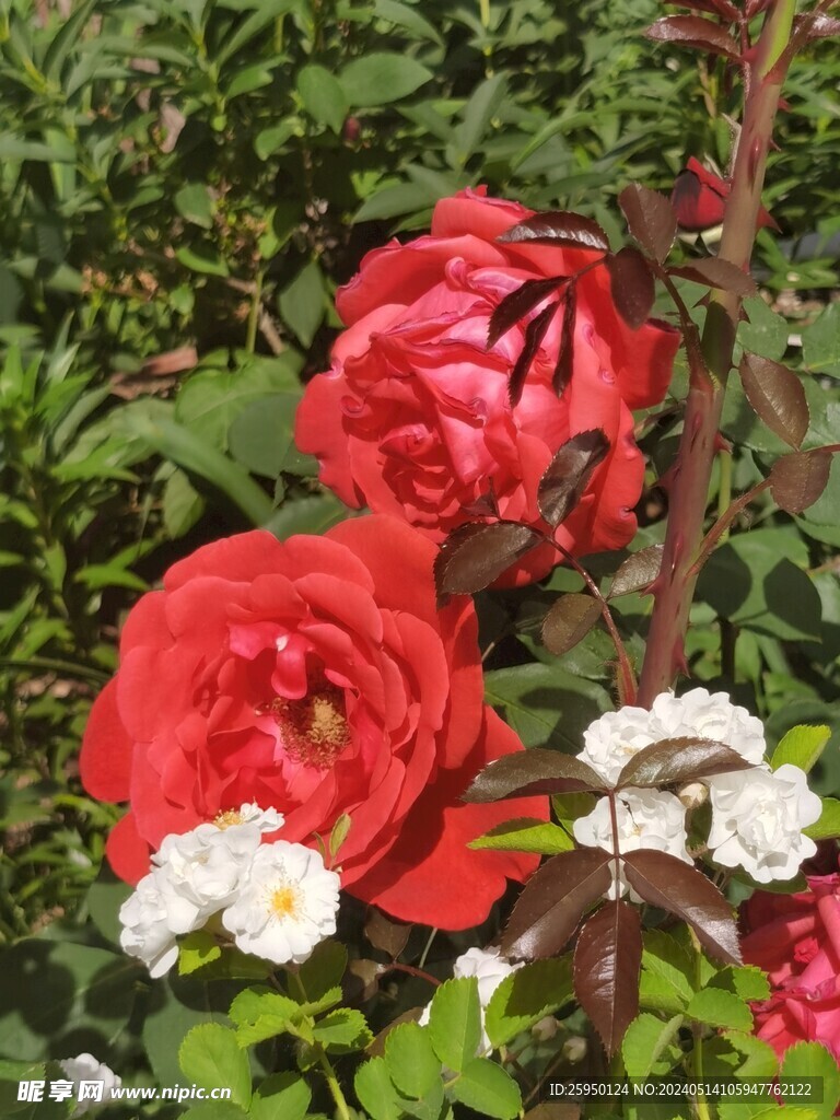 月季