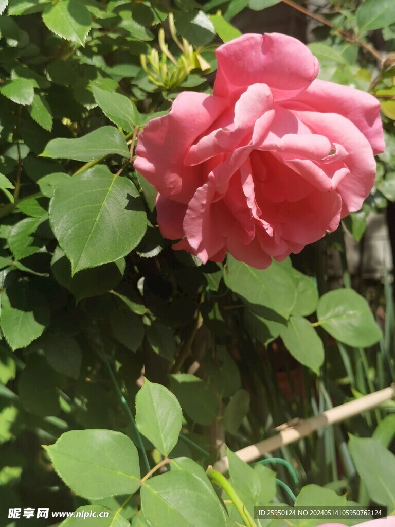 月季