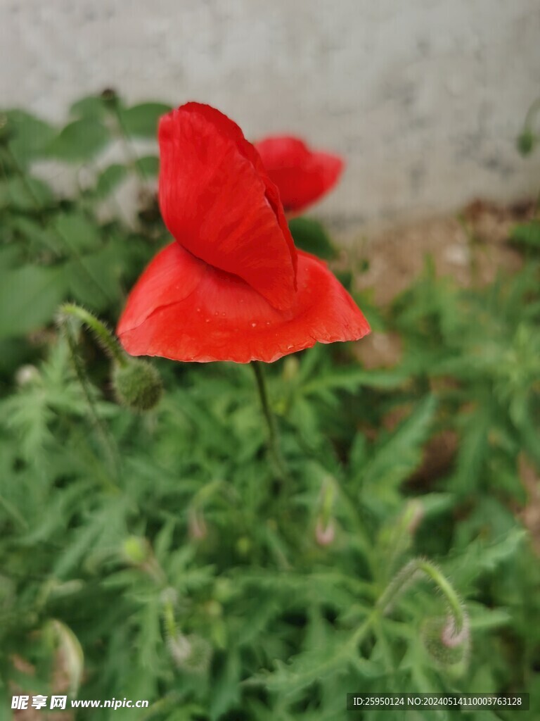虞美人