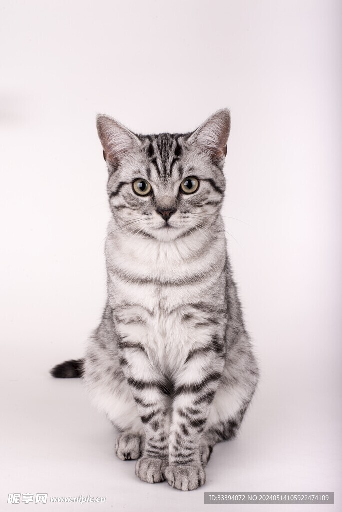 坐在白色背景前的美短猫