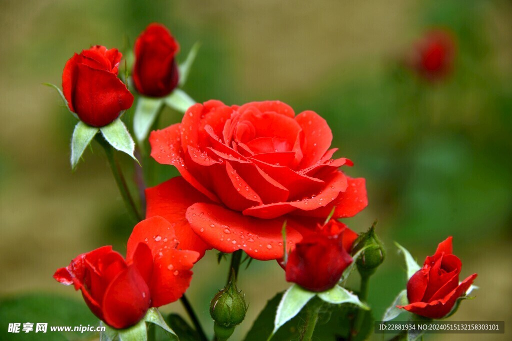 月季花