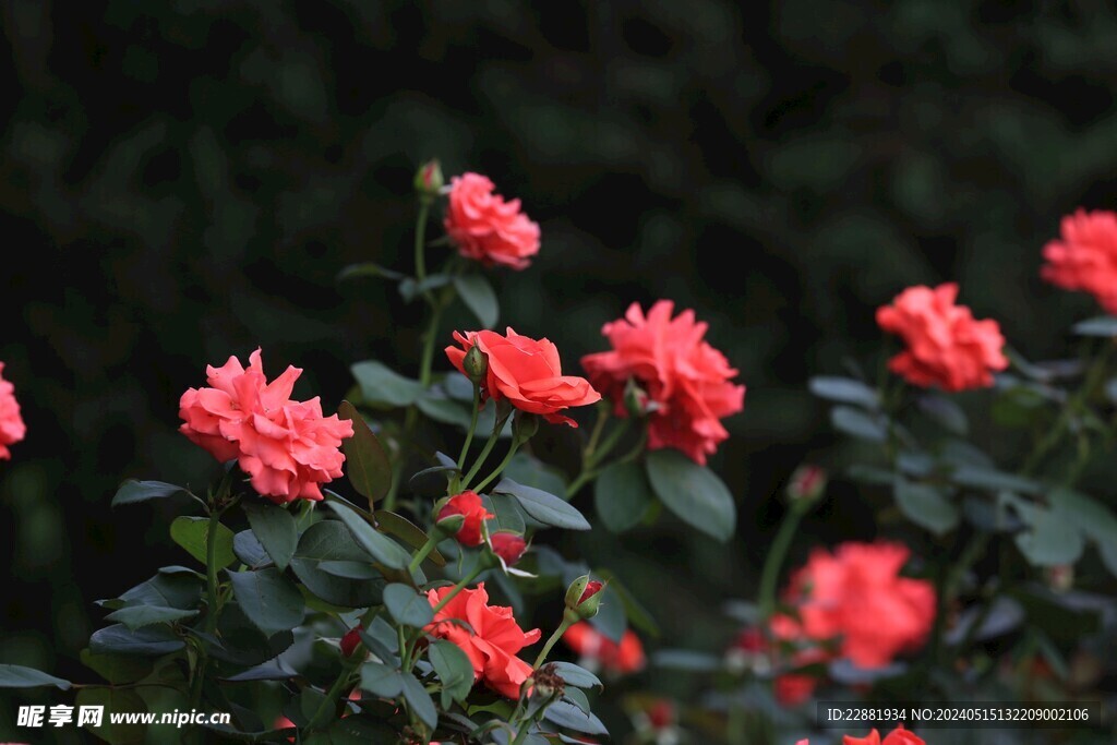 月季花 