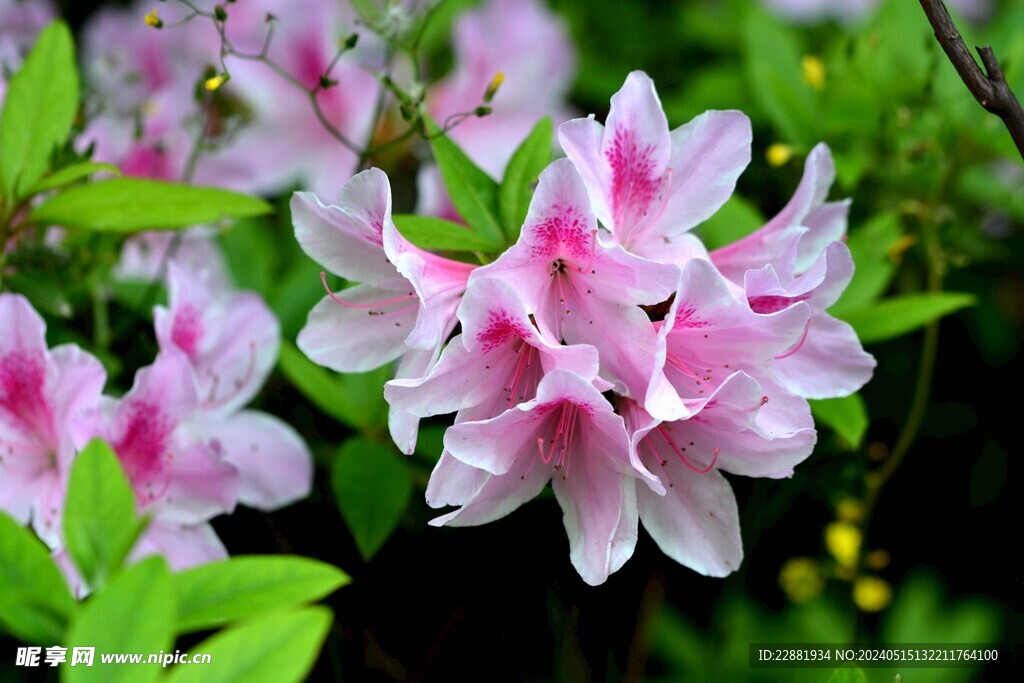 杜鹃花