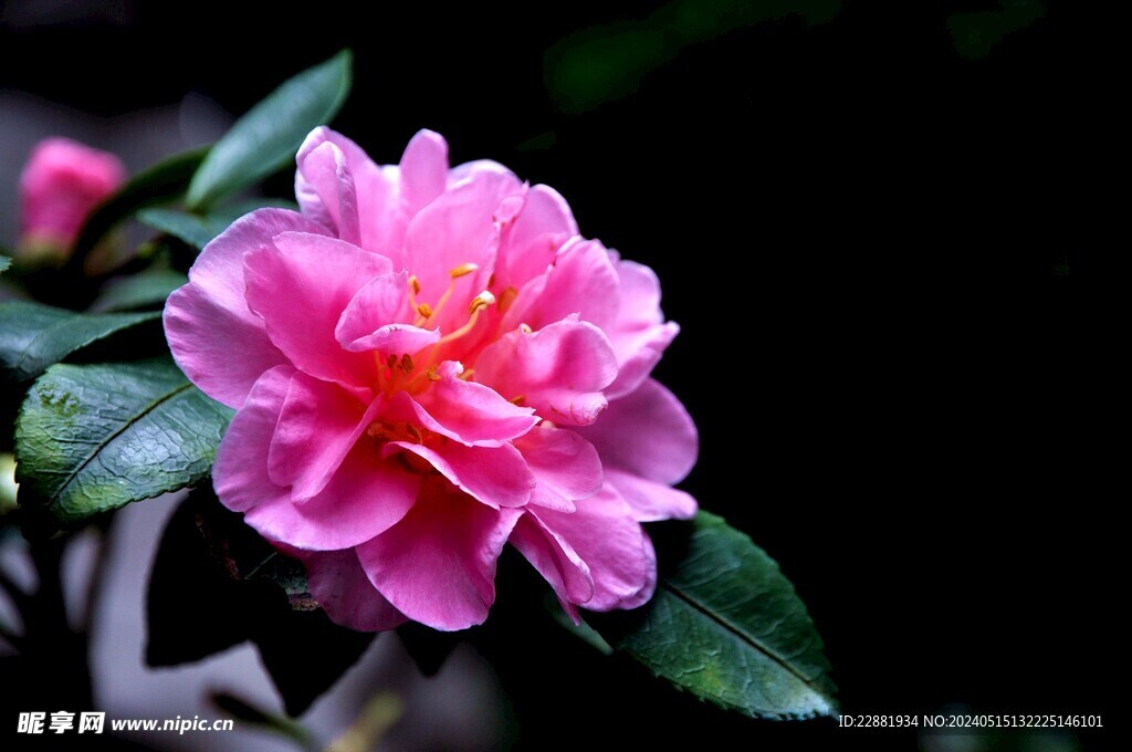 茶花 