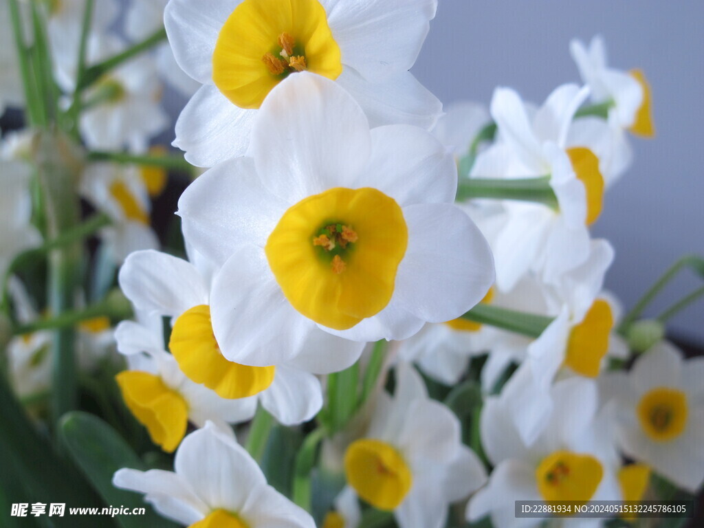 水仙花