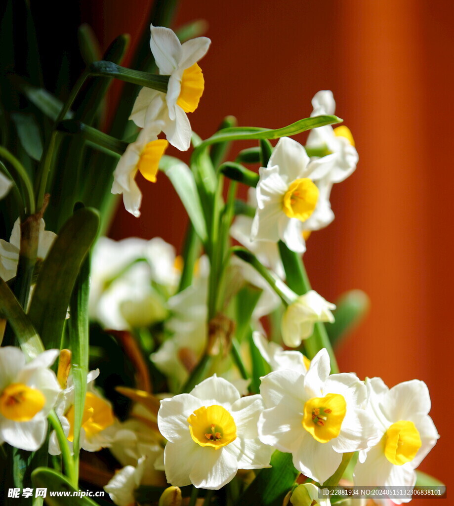 水仙花 