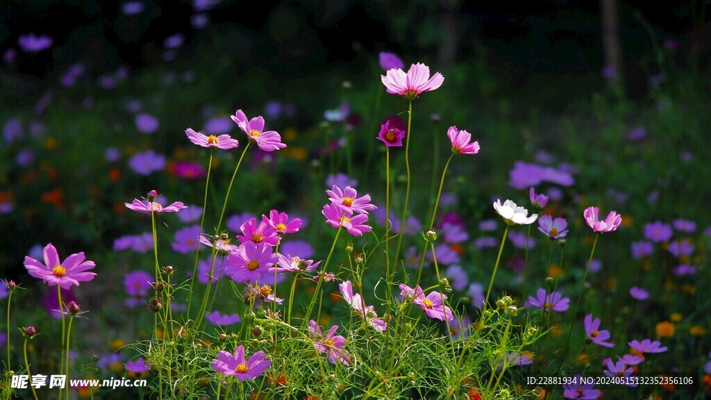 格桑花