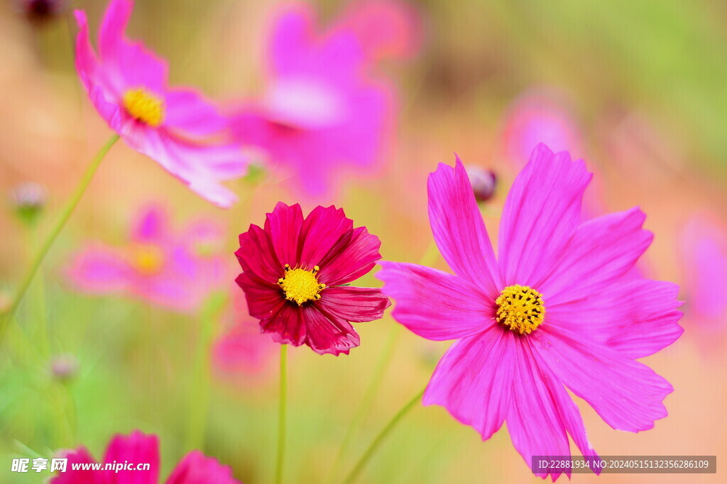 格桑花