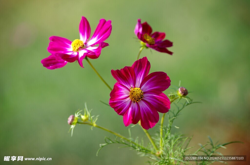 格桑花