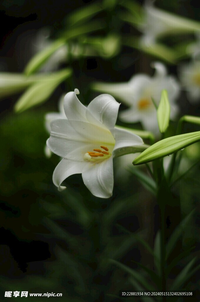 百合