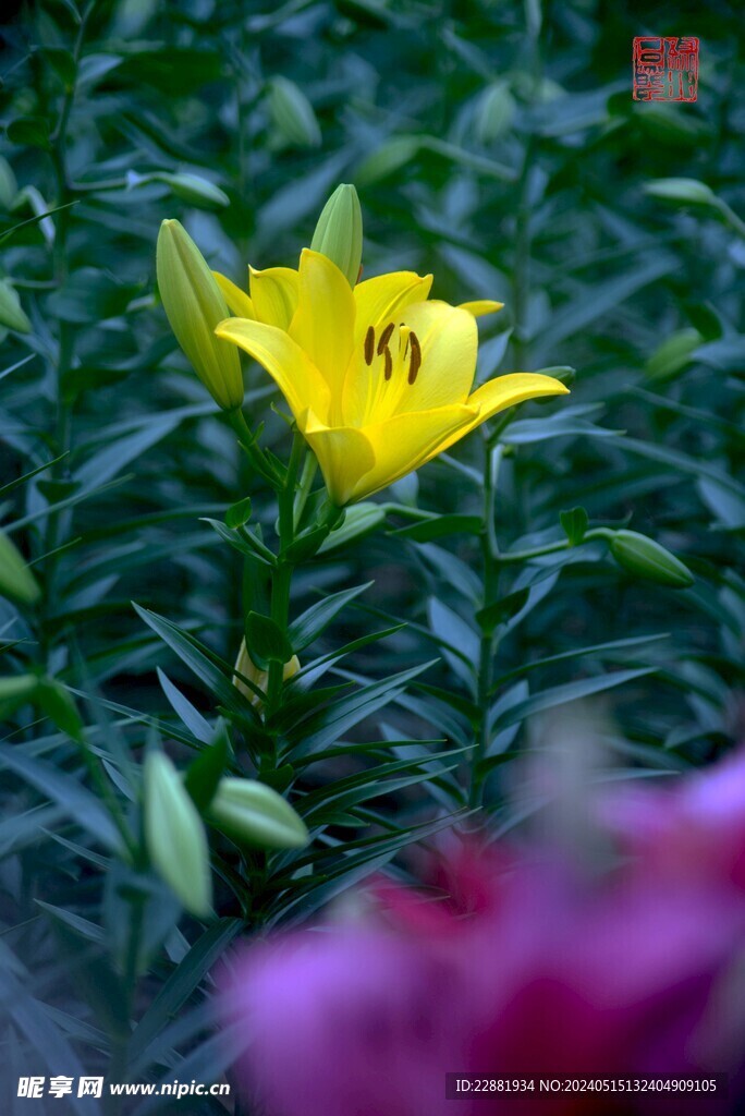 百合