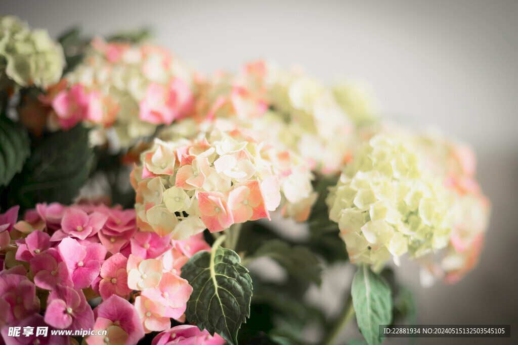 绣球花