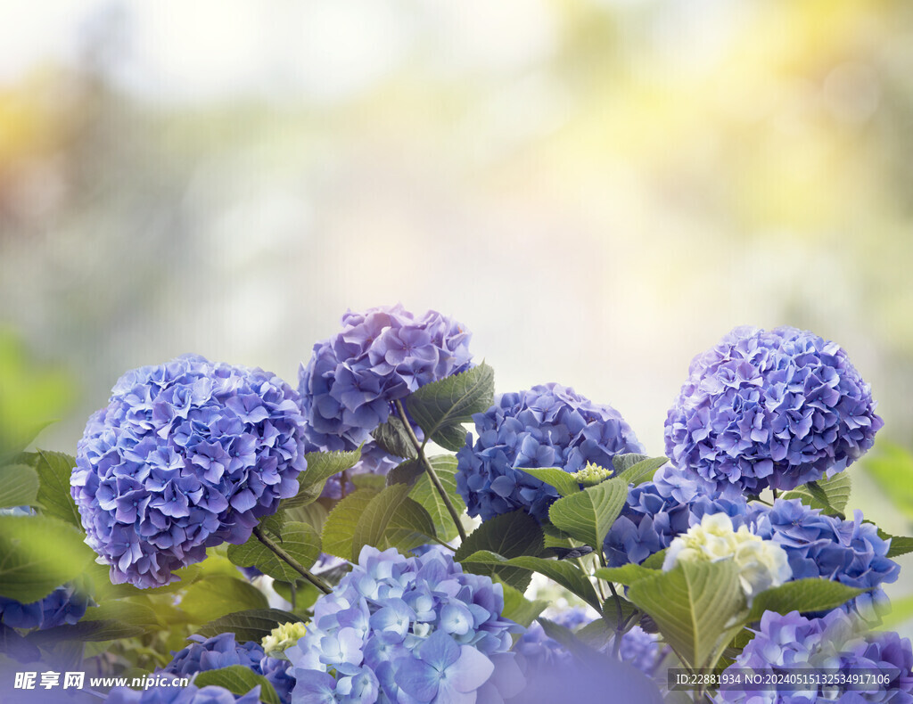 绣球花