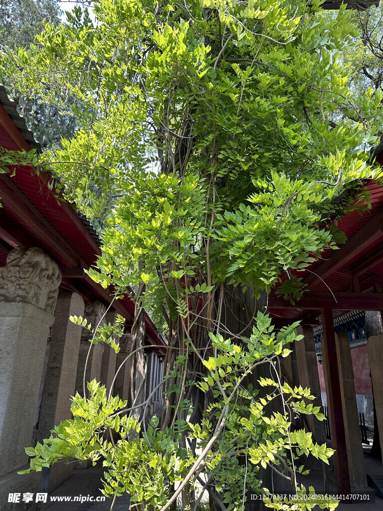 国子监孔庙古树绿植