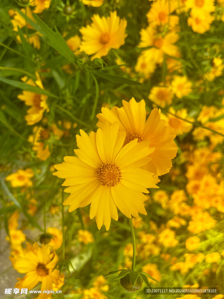 金鸡菊花