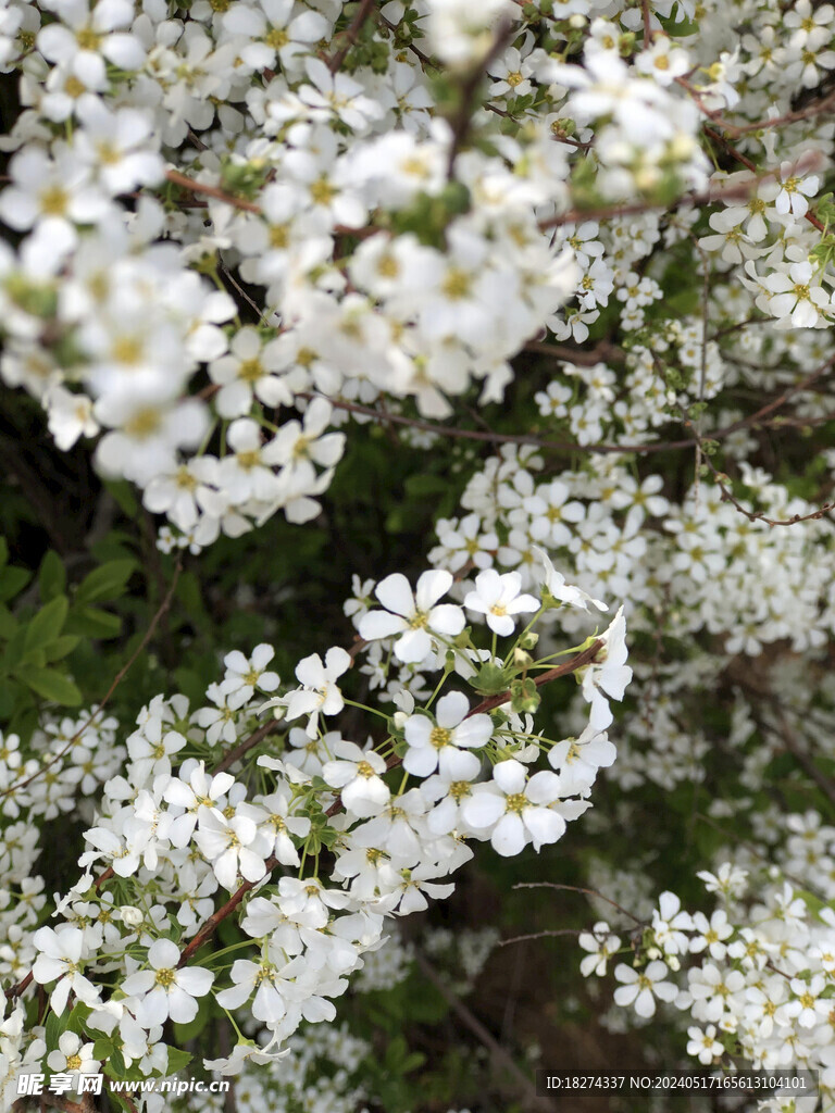 小白花李叶绣线菊