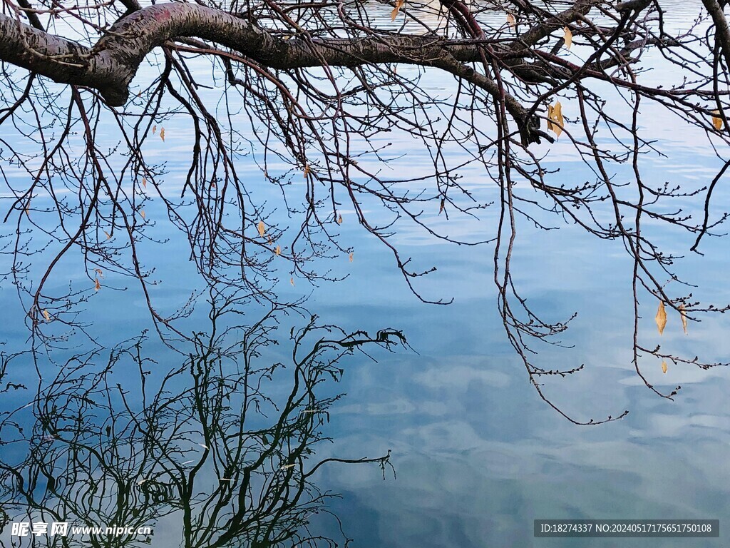 颐和园湖面古树