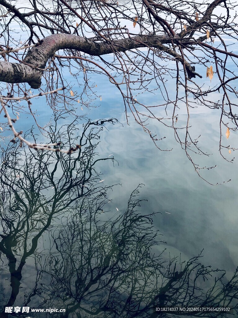 颐和园古树湖面