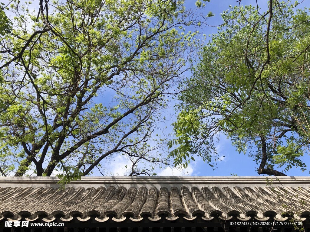 颐和园古树古建