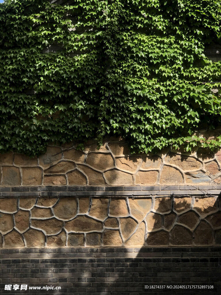 颐和园绿叶石墙