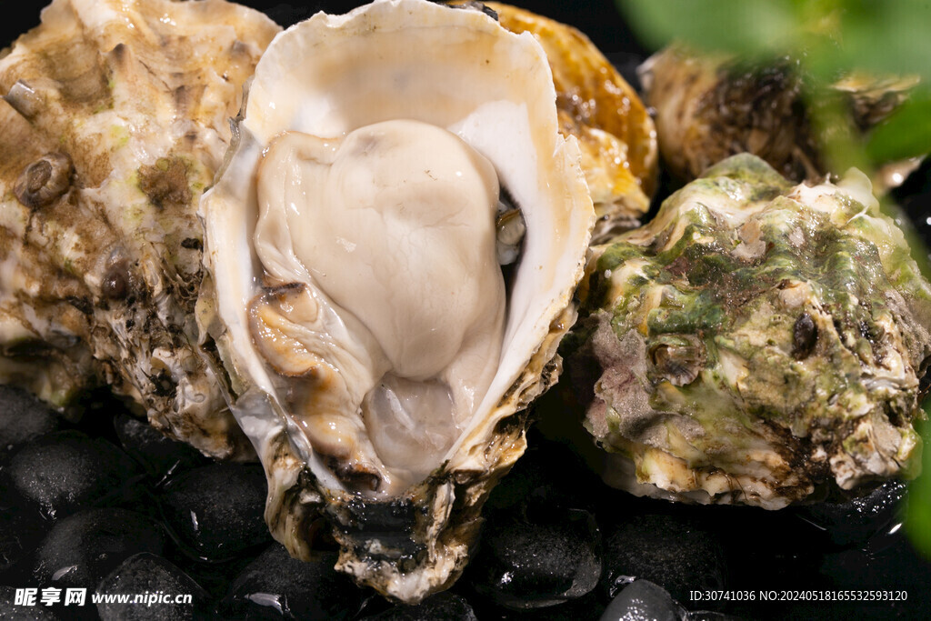 生蚝