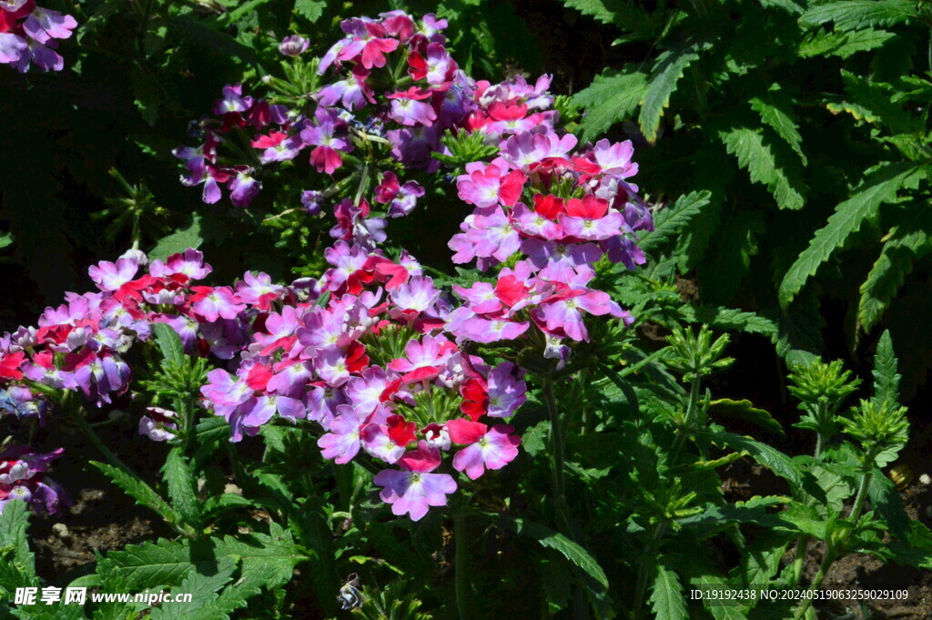 美女樱  