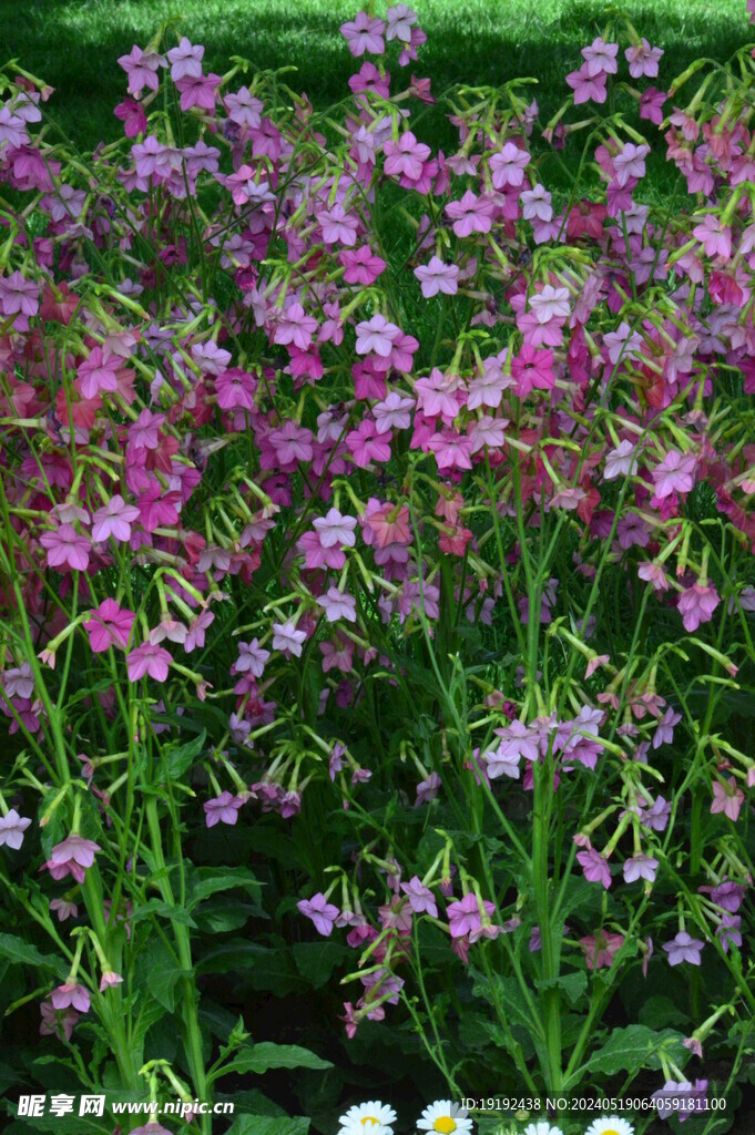 花烟草 