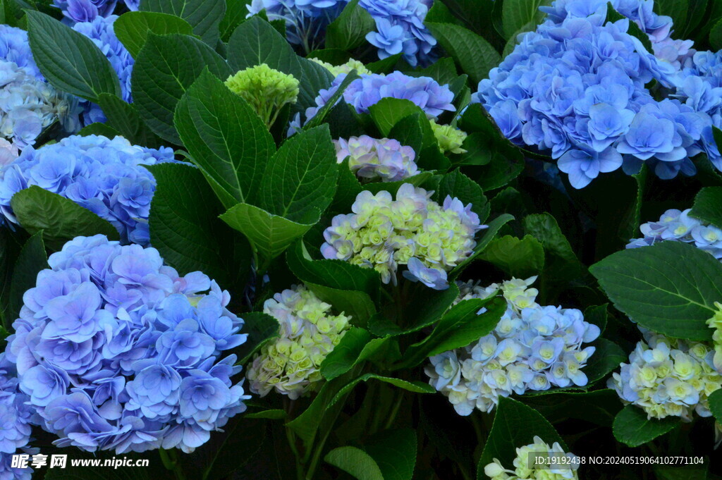 绣球花 