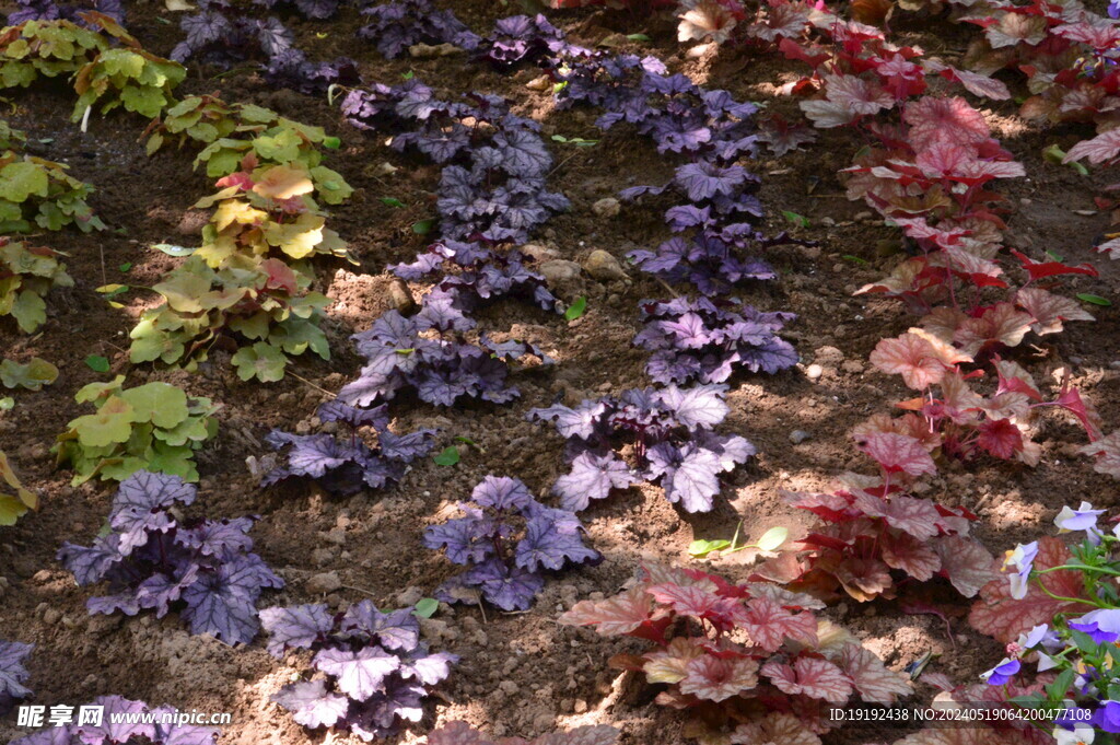 花坛花草  