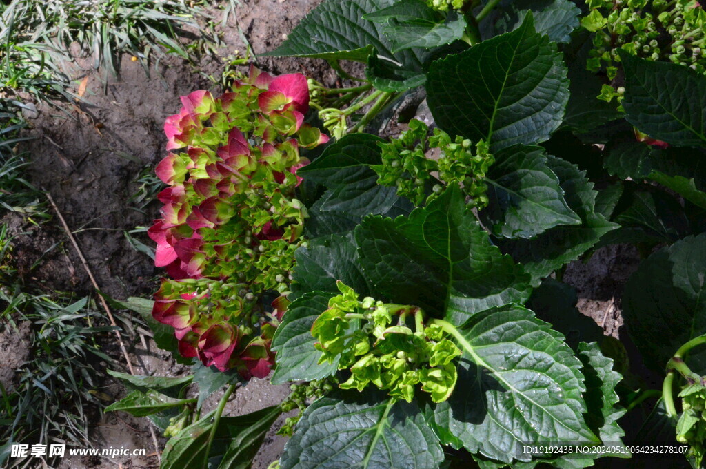 绣球花 
