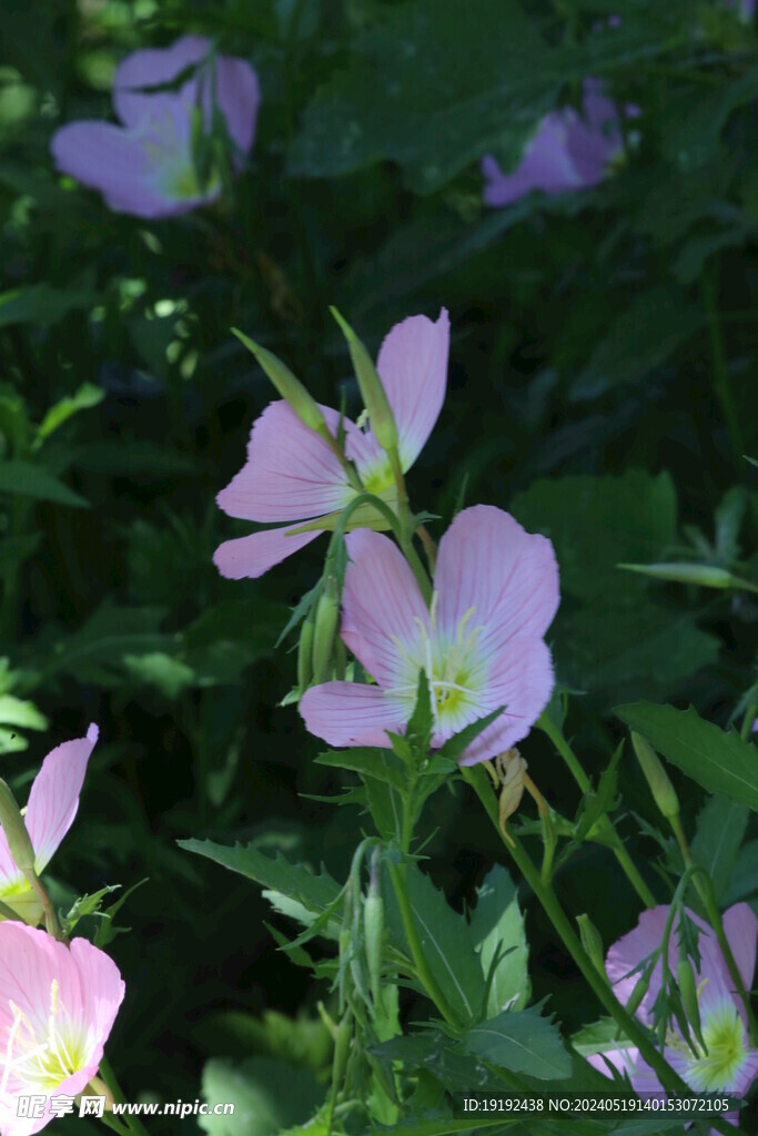月见草 