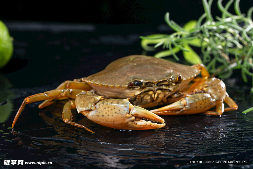  膏蟹 肉蟹 鲜美 河鲜