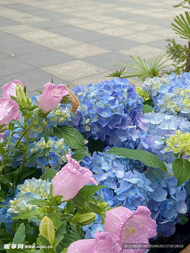 绣球花