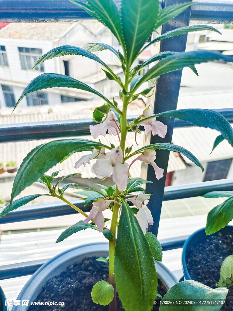 凤仙花开花
