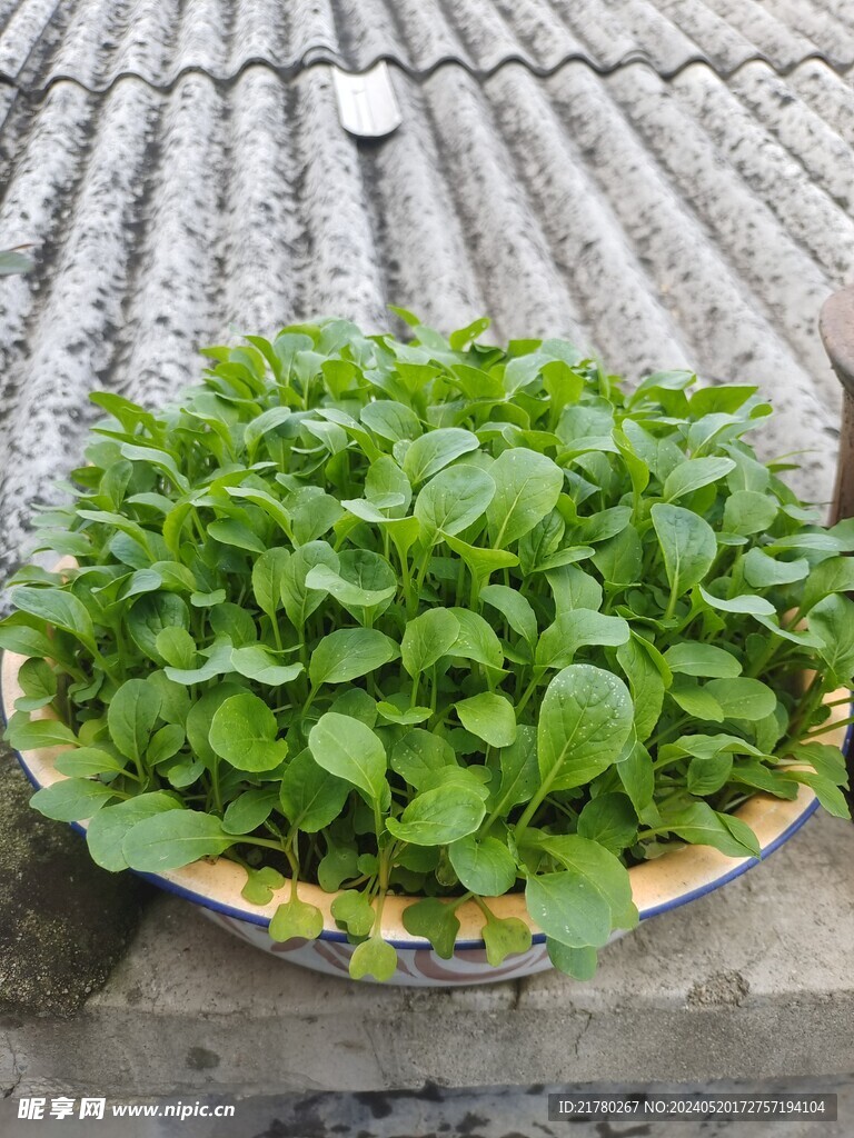 广心菜