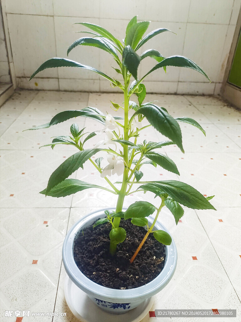 一盆凤仙花