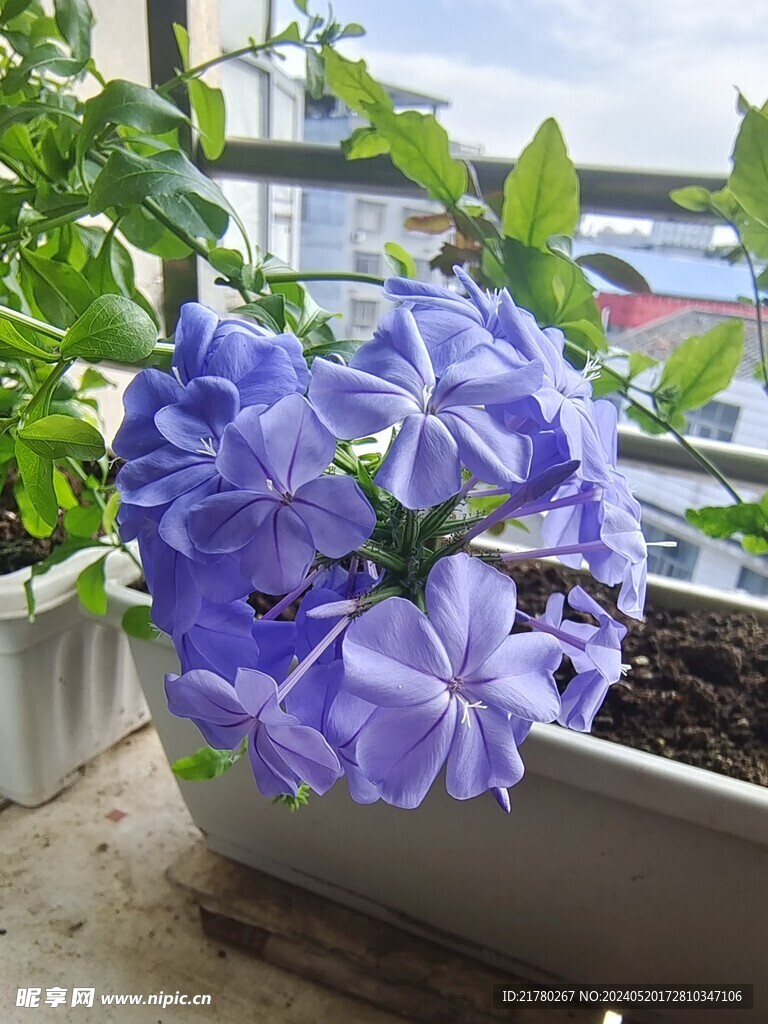 蓝紫色花朵
