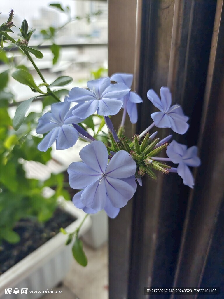 蓝雪花