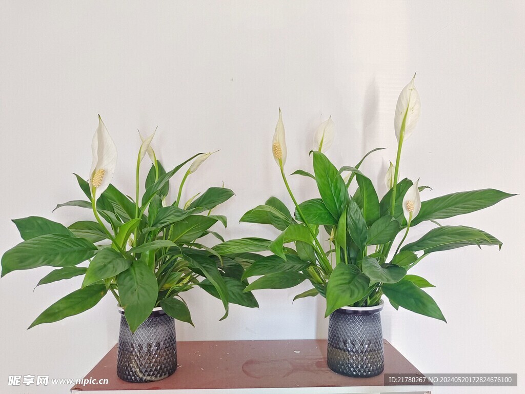 白掌
